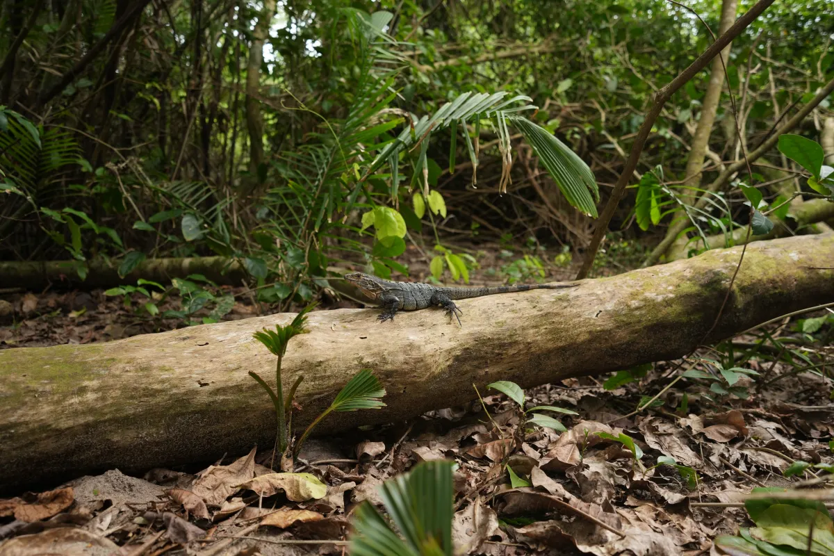 Iguana sobre un tronco en el bosque