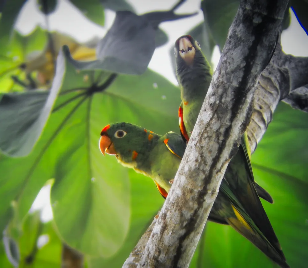 Aves entre las ramas