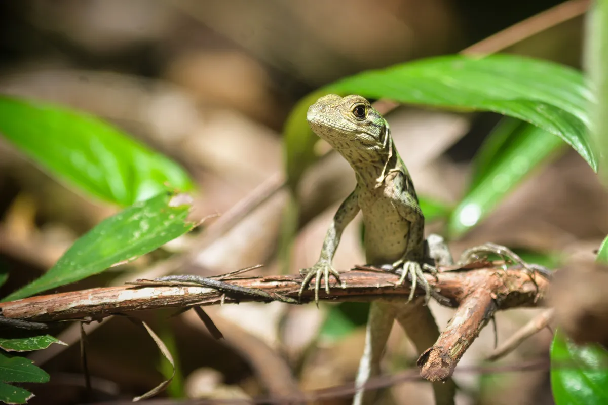 Reptil entre hojas verdes